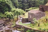 Sao Miguel, Azoren, Gorreana, Sch&ouml;ne Gr&uuml;ne Schlucht auf Sao Miguel