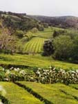 Sao Miguel, Azoren, Teeplantage, Gorreana