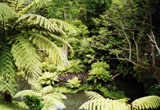 Sao Miguel, Azoren, Farnb&auml;ume