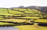 Sao Miguel, Azoren, Hortensien