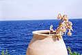 Griechenland Insel Ikaria Faehre von Samos Fischerdorf Armenistis insel_ikaria Fotos Reisebericht