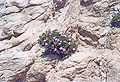 Griechenland Insel Ikaria Faehre von Samos Fischerdorf Armenistis insel_ikaria Fotos Reisebericht