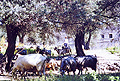 Griechenland Insel samos Faehre von Samos Fischerdorf Kokkari insel_samos Fotos Reisebericht