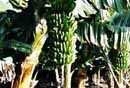 Kanarische Inseln, Gran Canaria Arucas