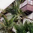 Kanarische Inseln, Teneriffa