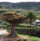 Kanarische Inseln, Teneriffa, Drago de Icod