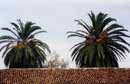 Kanarische Inseln, Teneriffa