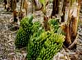 Kanarisch Inseln, La Palma, Bananenplantagen, Fotos