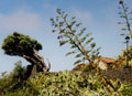 Kanarisch Inseln, La Palma, Tijarafe,Fotos
