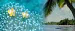 Tauchen,Flores,Indonesien, Komodo, Hotel, Unterbringung, S&uuml;dostasien, Kleine Sunda Insel, Kelimutu, Maumere, Waiara