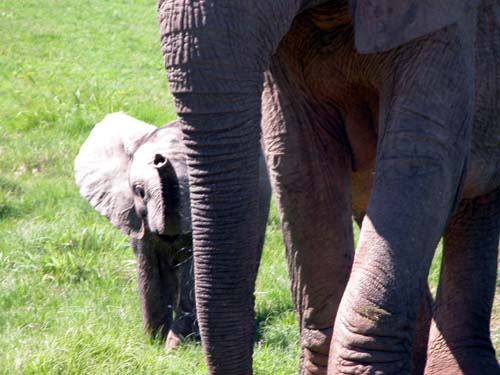 S&uuml;dafrika, Port Elisabeth, Big Five,Addo National Par, Shamwari Game Reserve, Addo, Elephant House