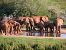 S&uuml;dafrika, Port Elisabeth, Big Five,Addo National Par, Shamwari Game Reserve, Addo, Elephant House