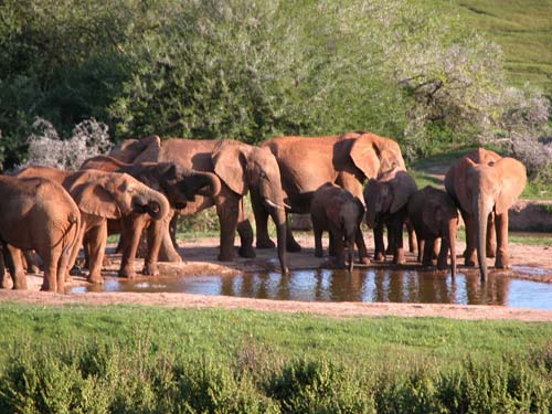 S&uuml;dafrika, Port Elisabeth, Big Five,Addo National Park, Shamwari Game Reserve, Addo, Elephant House