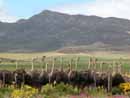 Srau&szlig;enfarmen in Oudtshoorn