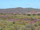 Landschaft im Umland von Oudtshoorn
