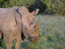S&uuml;dafrika, Port Elisabeth, Big Five,Addo National Par, Shamwari Game Reserve, Addo, Elephant House