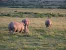 S&uuml;dafrika, Port Elisabeth, Big Five,Addo National Par, Shamwari Game Reserve, Addo, Elephant House