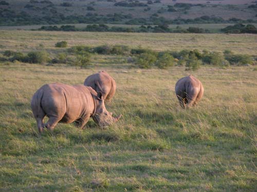S&uuml;dafrika, Port Elisabeth, Big Five,Addo National Par, Shamwari Game Reserve, Addo, Elephant House