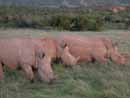 S&uuml;dafrika, Port Elisabeth, Big Five,Addo National Par, Shamwari Game Reserve, Addo, Elephant House