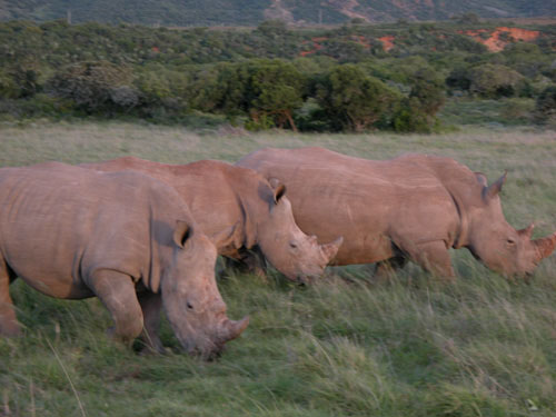 S&uuml;dafrika, Port Elisabeth, Big Five,Addo National Par, Shamwari Game Reserve, Addo, Elephant House