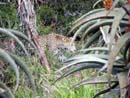 S&uuml;dafrika, Port Elisabeth, Big Five,Addo National Par, Shamwari Game Reserve, Addo, Elephant House