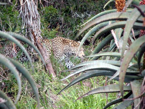 S&uuml;dafrika, Port Elisabeth, Big Five,Addo National Par, Shamwari Game Reserve, Addo, Elephant House