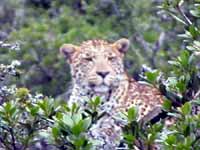 S&uuml;dafrika - Shamwari Game Reserve - Fotos und Reisebericht