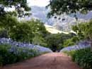 South Africa,S&uuml;dafrika,Cape Town, Kapstadt, Reisebericht, Table Mountain, Andros G&auml;stehaus in Kapstadt, Cape Town Waterfront, The Castle of Good Hope, Chapman's Peak Drive, Buitenverwachting, Buitenverwachting in Constantia, Restaurant, Cape Town Constantia, Constantia, Klein Constantia, Weingut, Weing&uuml;ter, Winelands, Simon's Town, Boulders Beach, Pinguine