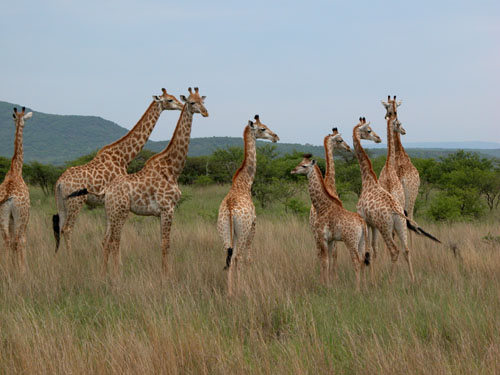 South Africa, S&uuml;dafrika, KwaZulu Natal, Drakensberge, Escourt, Giants Castle, Anbear G&auml;stehaus, Midlands Meander, Mooi River, Howick, Reiten, Wandern, Sengani Horse Safaris, Mtontwane Game Farm, Weenen, Giraffen, Reitsafari, Reisebericht
