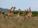 South Africa, S&uuml;dafrika, KwaZulu Natal, Reisebericht, Drakensberge, Escourt, Giants Castle, Anbear G&auml;stehaus, Midlands Meander, Mooi River, Howick, Reiten, Wandern, Sengani Horse Safaris, Mtontwane Game Farm, Weenen, Giraffen, Reitsafari