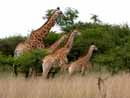 South Africa, S&uuml;dafrika, KwaZulu Natal, Reisebericht,Drakensberge, Escourt, Giants Castle, Anbear G&auml;stehaus, Midlands Meander, Mooi River, Howick, Reiten, Wandern, Sengani Horse Safaris, Mtontwane Game Farm, Weenen, Giraffen, Reitsafari