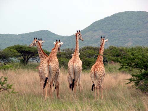 South Africa, S&uuml;dafrika, KwaZulu Natal, Drakensberge, Escourt, Giants Castle, Anbear G&auml;stehaus, Midlands Meander, Mooi River, Howick, Reiten, Wandern, Sengani Horse Safaris, Mtontwane Game Farm, Weenen, Giraffen, Reitsafari, Reisebericht