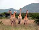 South Africa, S&uuml;dafrika, KwaZulu Natal, Reisebericht, Drakensberge, Escourt, Giants Castle, Anbear G&auml;stehaus, Midlands Meander, Mooi River, Howick, Reiten, Wandern, Sengani Horse Safaris, Mtontwane Game Farm, Weenen, Giraffen, Reitsafari