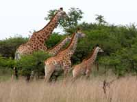 S&uuml;dafrika - Midlands KwaZulu Natal  - Reiten und Safari - Fotos und Reisebericht