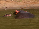 South Africa,S&uuml;dafrika, KwaZulu Natal, Reisebericht, St.Lucia, St.Lucia Wetland Park, Wetlands, Beach, Cape Vidal, Krokodile, Hippos, Flusspferde, Mtubatuba, Maputaland, Wendy's Country Lodge, Hluhluwe Game Reserve, Hluhluwe - Umfolozi Park, Umfolozi Game Reserve, L&ouml;win, Warzenschweine, Impala, Giraffe, B&uuml;ffel, Zebra, Spitzmaulnashorn, Big Five, Sodwana Bay