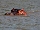 South Africa,S&uuml;dafrika, KwaZulu Natal, Reisebericht, St.Lucia, St.Lucia Wetland Park, Wetlands, Beach, Cape Vidal, Krokodile, Hippos, Flusspferde, Mtubatuba, Maputaland, Wendy's Country Lodge, Hluhluwe Game Reserve, Hluhluwe - Umfolozi Park, Umfolozi Game Reserve, L&ouml;win, Warzenschweine, Impala, Giraffe, B&uuml;ffel, Zebra, Spitzmaulnashorn, Big Five, Sodwana Bay