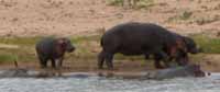 Flu&szlig;pferd, Hippo, St. Lucia