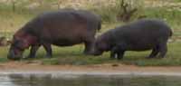 Flu&szlig;pferd, Hippo, St. Lucia
