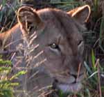 Warzenschwein, Jagd, L&ouml;we, Hluhluwe, Safari, Umfolozi, S&uuml;dafrika