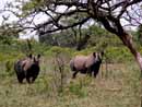South Africa,S&uuml;dafrika, KwaZulu Natal, Reisebericht, St.Lucia, St.Lucia Wetland Park, Wetlands, Beach, Cape Vidal, Krokodile, Hippos, Flusspferde, Mtubatuba, Maputaland, Wendy's Country Lodge, Hluhluwe Game Reserve, Hluhluwe - Umfolozi Park, Umfolozi Game Reserve, L&ouml;win, Warzenschweine, Impala, Giraffe, B&uuml;ffel, Zebra, Spitzmaulnashorn, Big Five, Sodwana Bay