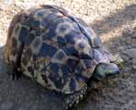 Schildkr&ouml;te, S&uuml;dafrika, Hluhluwe, KwaZulu Natal