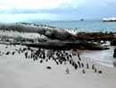 South Africa,S&uuml;dafrika,Cape Town, Kapstadt, Reisebericht, Table Mountain, Andros G&auml;stehaus in Kapstadt, Cape Town Waterfront, The Castle of Good Hope, Chapman's Peak Drive, Buitenverwachting, Buitenverwachting in Constantia, Cape Town Constantia, Constantia, Klein Constantia, Simon's Town, Boulders Beach, Pinguine