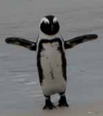 S&uuml;dafrika,  Kapstadt,  Cape Town, Afrikanische Pinguine auf der Boulders Beach bei Simons Town, Fotos,