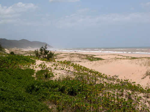 South Africa,S&uuml;dafrika, KwaZulu Natal, Reisebericht, St.Lucia, St.Lucia Wetland Park, Wetlands, Beach, Cape Vidal, Krokodile, Hippos, Flusspferde, Mtubatuba, Maputaland, Wendy's Country Lodge, Hluhluwe Game Reserve, Hluhluwe - Umfolozi Park, Umfolozi Game Reserve, L&ouml;win, Warzenschweine, Impala, Giraffe, B&uuml;ffel, Zebra, Spitzmaulnashorn, Big Five, Sodwana Bay
