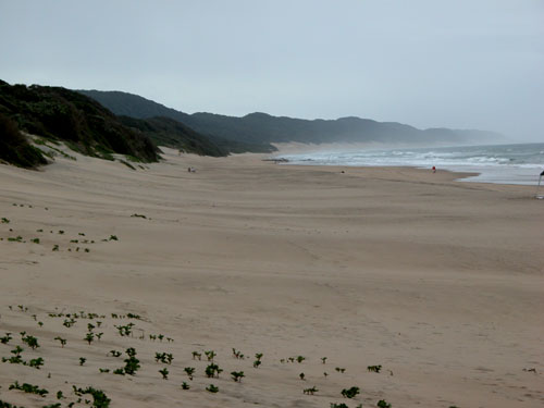 South Africa,S&uuml;dafrika, KwaZulu Natal, Reisebericht, St.Lucia, St.Lucia Wetland Park, Wetlands, Beach, Cape Vidal, Krokodile, Hippos, Flusspferde, Mtubatuba, Maputaland, Wendy's Country Lodge, Hluhluwe Game Reserve, Hluhluwe - Umfolozi Park, Umfolozi Game Reserve, L&ouml;win, Warzenschweine, Impala, Giraffe, B&uuml;ffel, Zebra, Spitzmaulnashorn, Big Five, Sodwana Bay