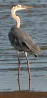 Reiher, Storch, St. Lucia See Wetland Park