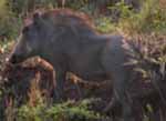 Warzenschwein, Jagd, L&ouml;we, Hluhluwe, Safari, Umfolozi, S&uuml;dafrika
