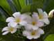 Thailand, Phuket, Chalong Bay, Koh Lone, Baan Mai Resort, Flowers