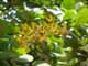 Thailand, Phuket, Chalong Bay, Koh Lone, Baan Mai Resort, Flowers