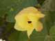 Thailand, Phuket, Chalong Bay, Koh Lone, Baan Mai Resort, Flowers